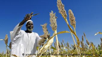 Sudan Bauer mit Mohrenhirse in Bulbul Dalal Angara, Nyala, Süd-Darfur
A farmer is harvesting sorghum plants from seeds donated by the FAO (Food & Agriculture Organization) in Bulbul Dalal Angara region of Nyala, Southern Darfur, 1980 km west of Khartoum. British sci (picture-alliance/Photoshot/Lightroom Photos/F. Noy)