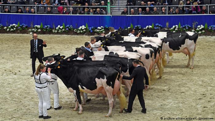 Cows at a show