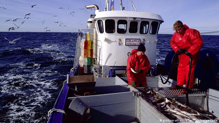 FAO: Aumenta sobreexplotación de recursos pesqueros | Europa al ...