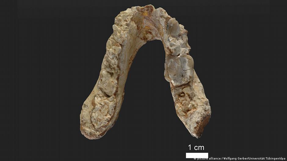 Der älteste Vormensch könnte aus Europa statt Afrika stammen