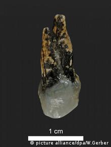Der älteste Vormensch könnte aus Europa statt Afrika stammen Zahn (picture alliance/dpa/W.Gerber)