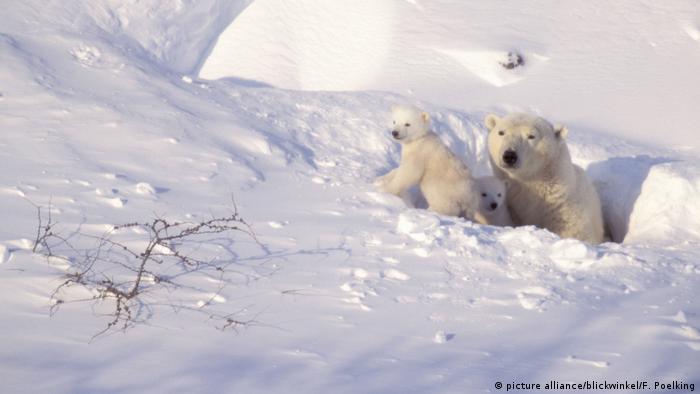 A female polar bear and two cubs emerge from the snow 