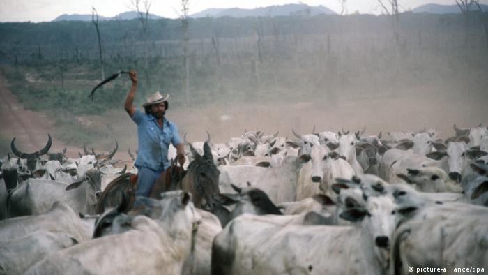 Entre 1974 e 1986, Volkswagen criou gado no sul do Pará