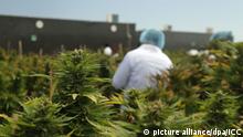Uruguay verkauft Marihuana in Apotheken