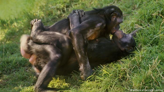 Female bonobos having sex (picture-alliance/F. Lanting)