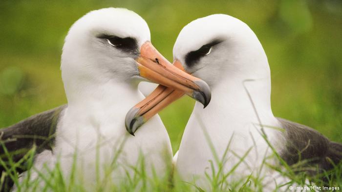 Layson albatrosses (imago/Mint Images)