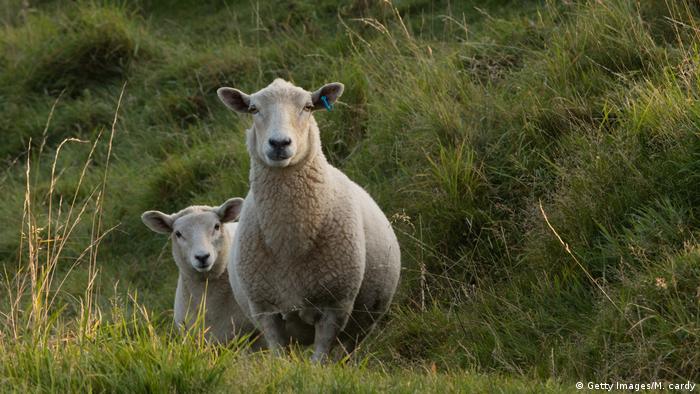 Domestic sheep (Getty Images/M. cardy)