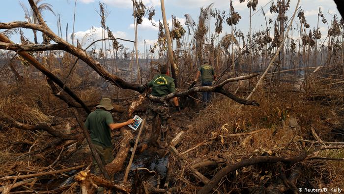 Amazon deforestation: EU firms linked to illegal logging in Brazil ...