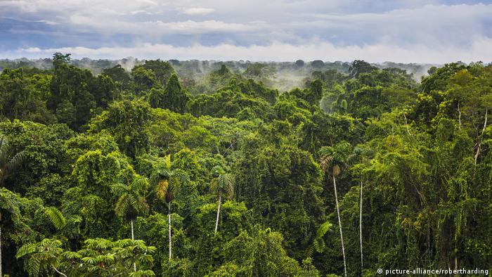 The Amazon Nutrient Rich Rainforests On Useless Soils Science
