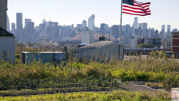 A rooftop garden with a city skyline in the background