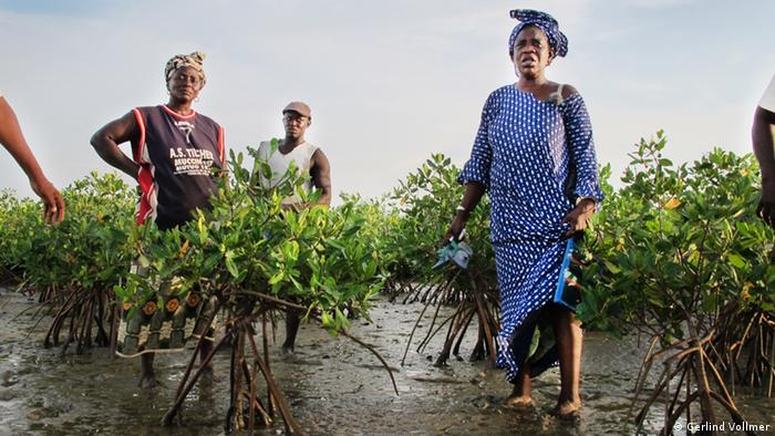 Globalideas Teaser – Mangrove restauration/ Senegal – ohne Logo