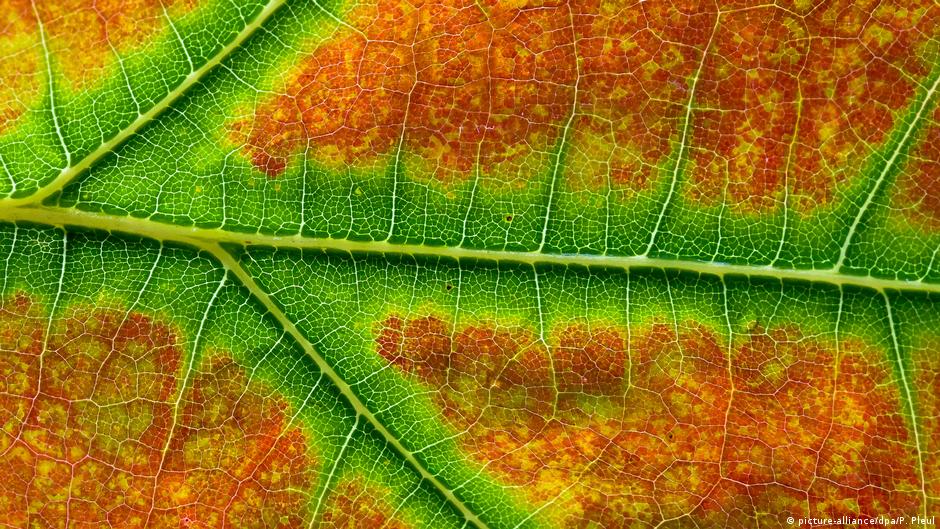 هل تؤثر أوراق الشجر المتساقطة في الخريف على سرعة دوران الأرض