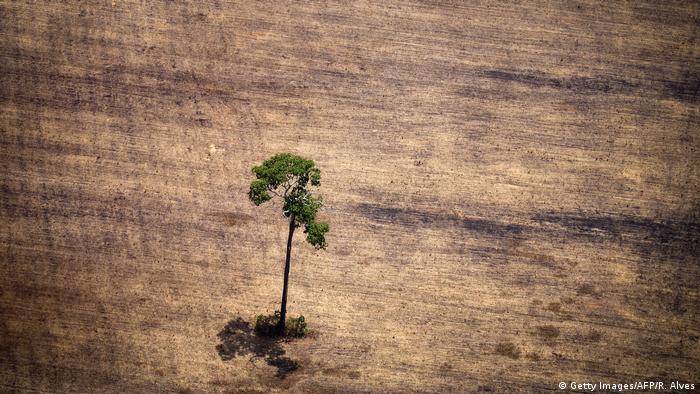 Brasilien Para Illegale Abholzung Regenwald (Getty Images/AFP/R. Alves)
