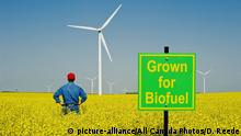Kanada Biotreibstoff Anbau Raps