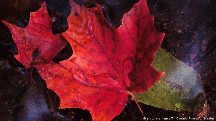 Maple leaves (picture-alliance/All Canada Photos/L. Staples)