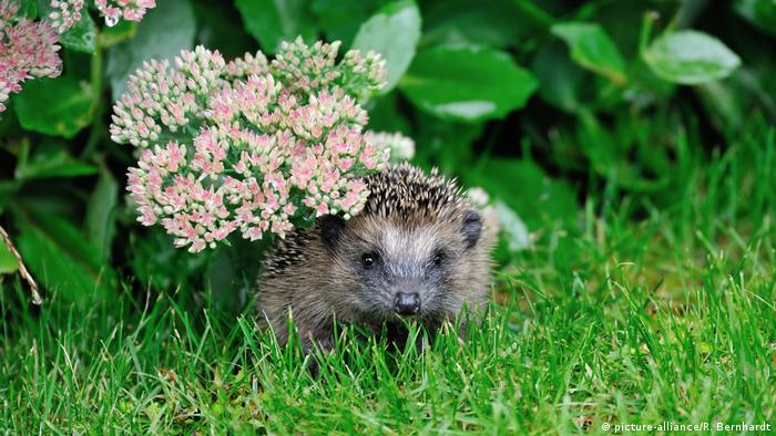 A hedgehog peers out from beneath some flowers in the grass. 