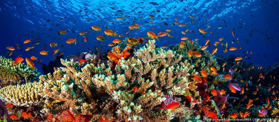 Biodiversidade ameaçada de extinção no Great Barrier Reef