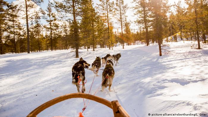 Финландия е страната на красивите снежни пейзажи. Затова тя привлича всички, които обичат зимните развлечения - например разходките с шейни, теглени от кучешки впрягове. Много от развъдниците на хъскита в Лапландия са се специализирали в организирането на туристически турове с шейни из дивата природа на Финландия.