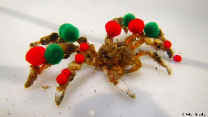 These Crabs Like Decorating Themselves Environment All