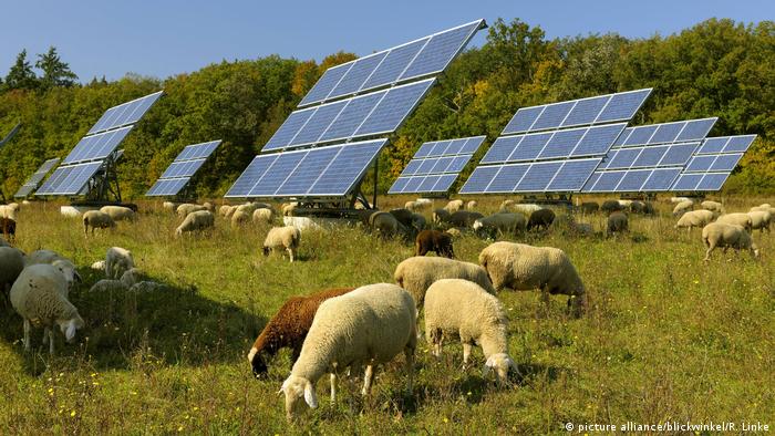 Sheep graze on grass in front of solar panels on a sunny day