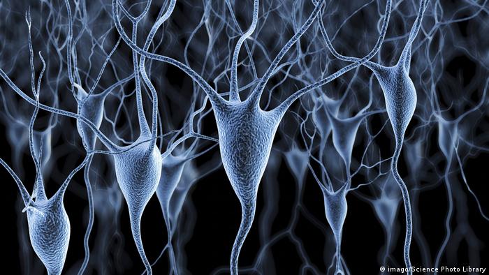 Menschliche Nervenzellen (imago/Science Photo Library)