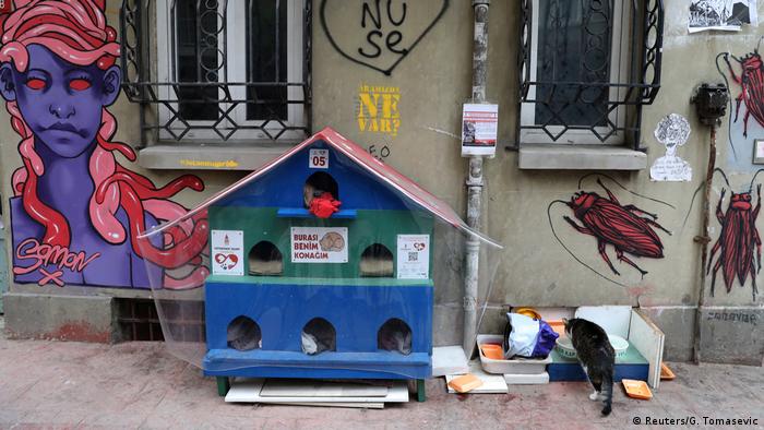  Къщички за бездомните котки в Истанбул се слагат от общинските управляващи 