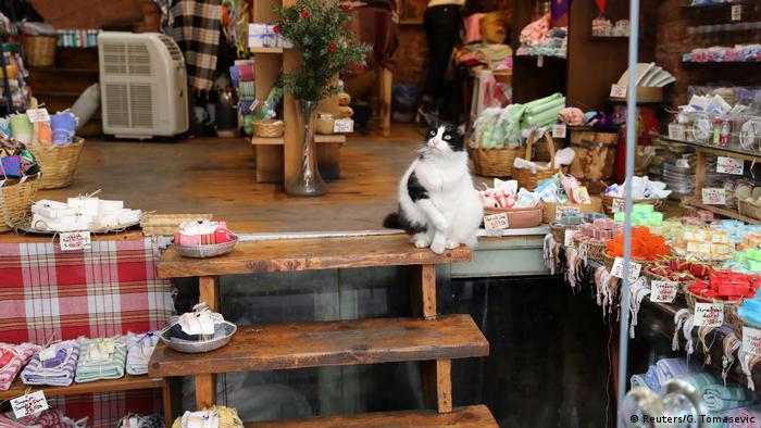 Котките в Истанбул са на всички места 