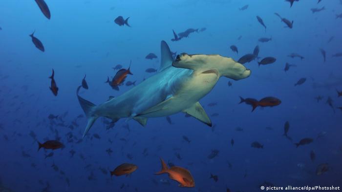 Tiburones martillo en aguas de las Islas Galápago, una especie amenazada por la pesca industrial de China frente a costas de América del Sur. 