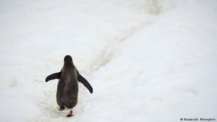 Penguin waddles along ice sheet in Antarctica