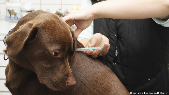 Cijepljenje psa