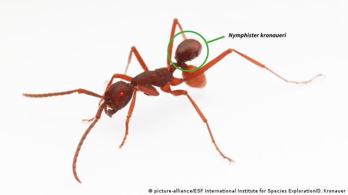 10 neue Spezies KÃ¤fer Nymphister kronaueri (picture-alliance/ESF International Institute for Species Exploration/D. Kronauer)