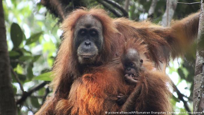 10 neue Spezies Indonesia Orang Utan (picture-alliance/AP/Sumatran Orangutan Conservation Programme)