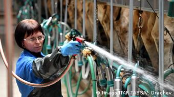 Работница молочной фермы в Беларуси