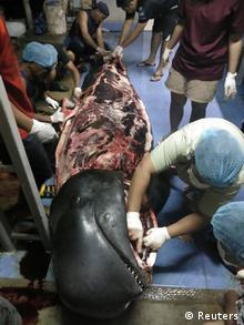 Thailand Wal verendet an mehr als 80 PlastiktÃ¼ten im Magen (Reuters)