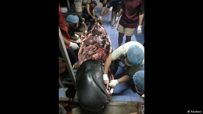 Thailand Wal verendet an mehr als 80 Plastiktüten im Magen (Reuters)