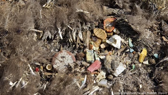 Totes Albatrossküken mit verschlucktem Plastik (picture-alliance/All Canada Photos/R. Olenick)