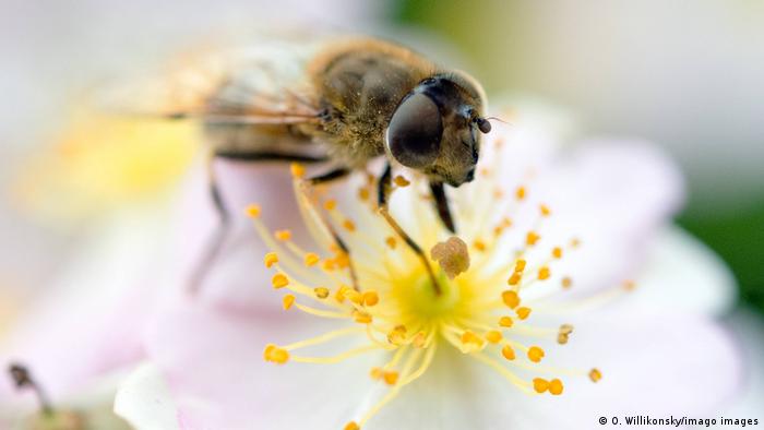 Aunque la abeja de miel es mucho más popular, su picadura es al menos tan dolorosa como la de una avispa. (Imago/O. Willikonsky)