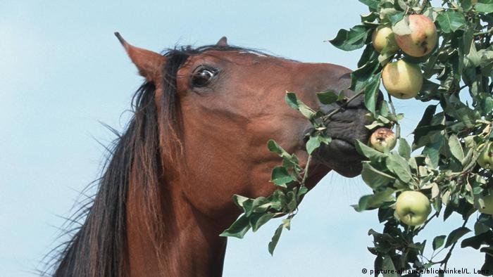 Pferd friss Apfel (picture-alliance/blickwinkel/L. Lenz)