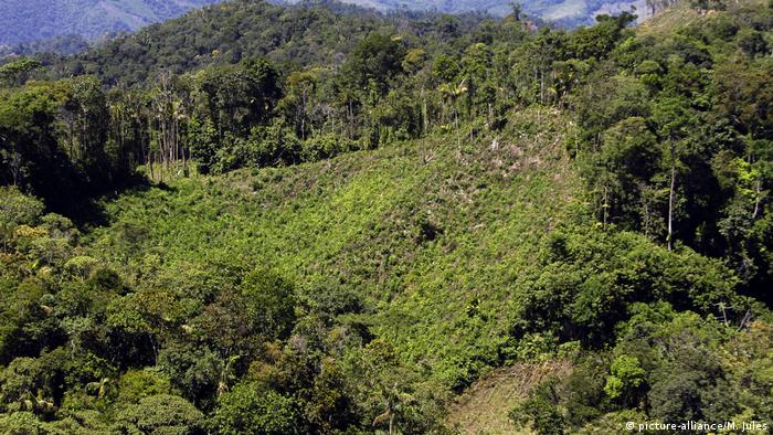 Kolumbien: Kampf gegen Anbau der Koka-Pflanze (picture-alliance/M. Jules)