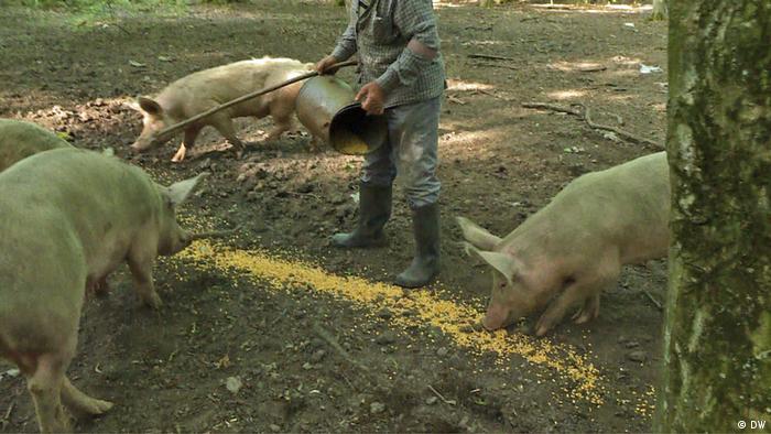 Serbien: Schweine kurbeln die Landwirtschaft an (DW)