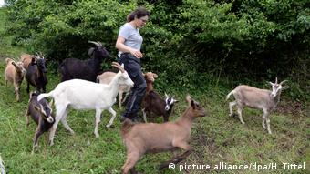 Η Σόνια Κιρς καθοδηγεί τις κατσίκες της για τον καθαρισμό των ζιζανίων