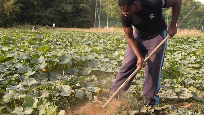 An African refugee working in a vegetable patch (DW/Ylenia Gostoli)