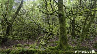 Στα δάση το φαινόμενο των σπασμένων κλαδιών δεν προκαλεί προβλήματα