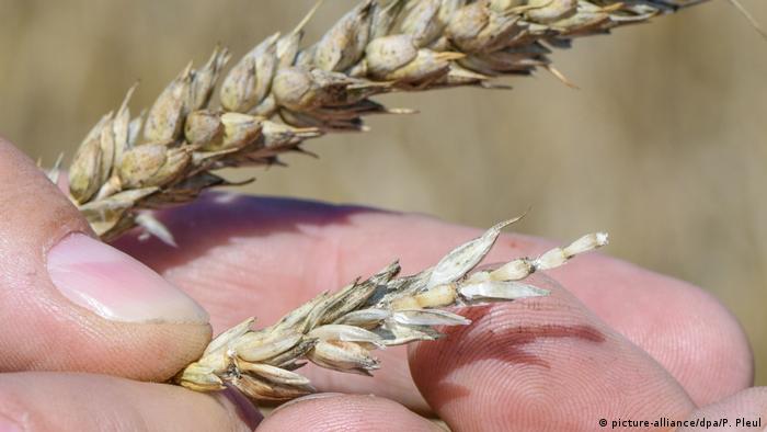 A German farmer compares healthy and stunted wheat ears (picture-alliance/dpa/P. Pleul)