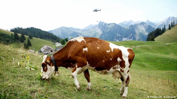 Bavarian Court Blocks Noise Pollution Case Against Cow Bells