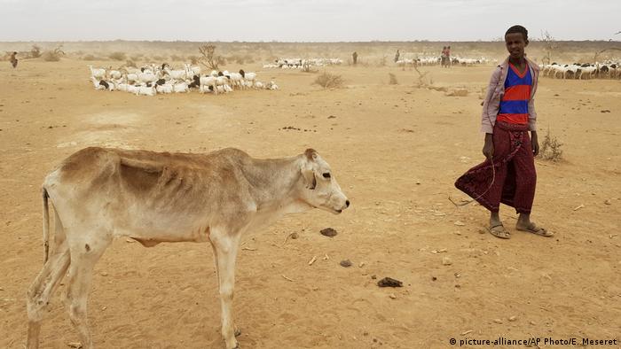 An emaciated calf stands next to a boy in Ethiopia's Somali region picture-alliance/AP Photo/E. Meseret)