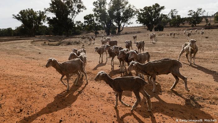 Sheep in drought-stricken Australia (Getty Images/B. Mitchell)