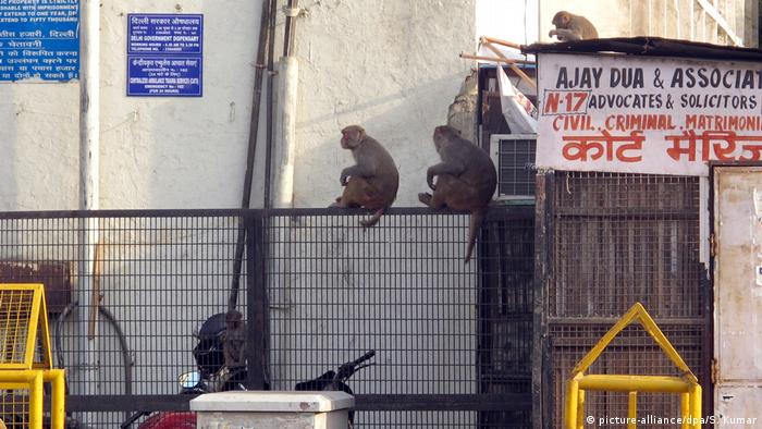 Indien - Affenplage auf den Straßen Neu Delhis (picture-alliance/dpa/S. Kumar)