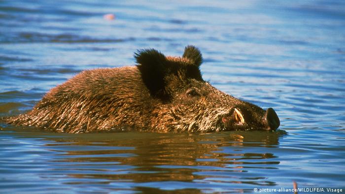 Swimming boar (picture-alliance/WILDLIFE/A. Visage)