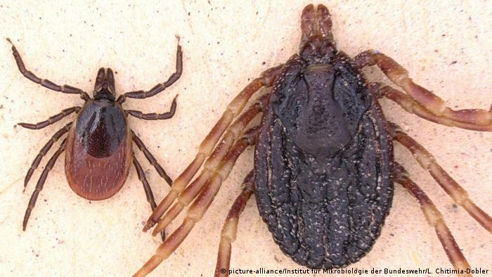 A comparison picture of the normal ticks in Germany and the new tropical one (picture-alliance/Institut für Mikrobiologie der Bundeswehr/L. Chitimia-Dobler)